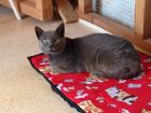 Regaleto - he was struggling to survive and had nasty cat-&#039;flu&#039; when we caught him. He is now in a great home. June 2013